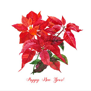 水彩的一品红手绘插图图片