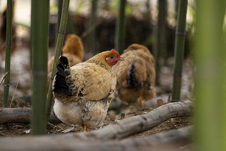 畜禽养殖业在竹林觅食和休息的母鸡背景
