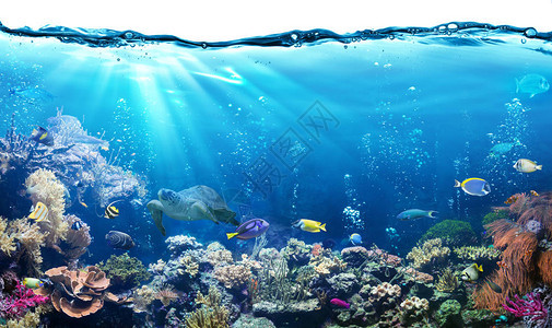 水下的场面与珊瑚礁和热带鱼图片