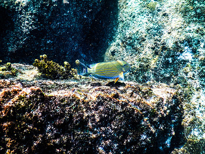 塞舌尔圣皮埃尔岛水下彩带刺尾鱼图片