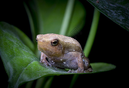 花细狭口蛙图片