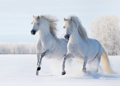 两匹白马驰骋雪场图片