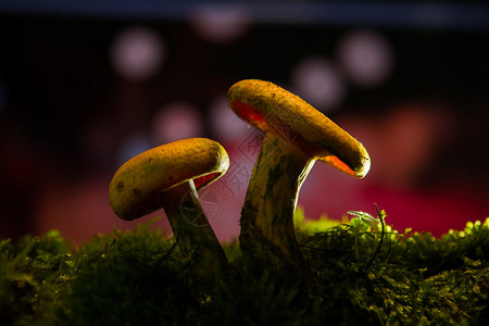 创意魔幻童话光影蘑菇图片