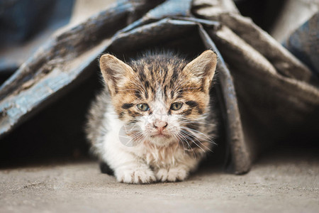 虎动物流浪猫图片_虎动物流浪猫图片素材大全_摄图网