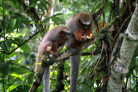亚马逊雨林猴群图片素材