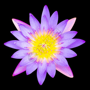 紫色的睡莲图片