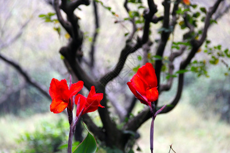 花非花背景图片