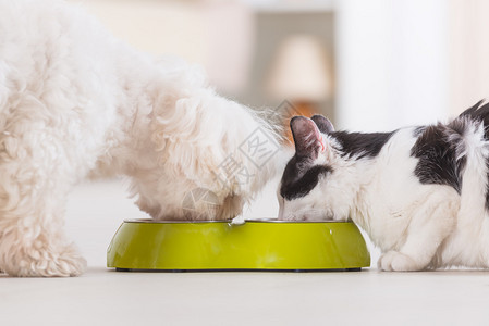 狗和猫从碗里吃的食物图片