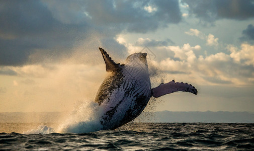 座头鲸跃出水面图片