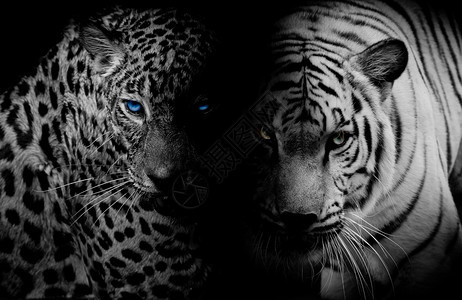 蓝眼睛的黑与白豹老虎隔离黑色黑色图片