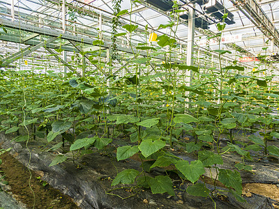 现代农业大棚有机蔬菜农业种植图片