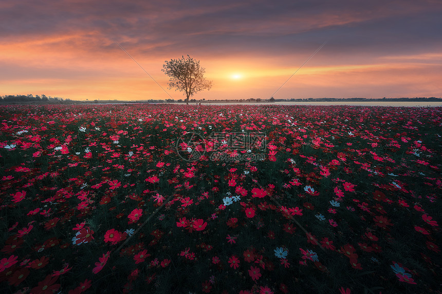 夕阳下的花海图片