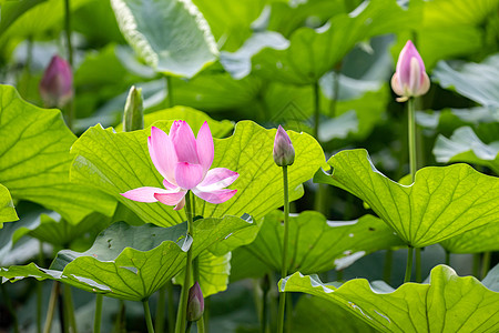 夏天青葱绿色的公园荷花池背景图片