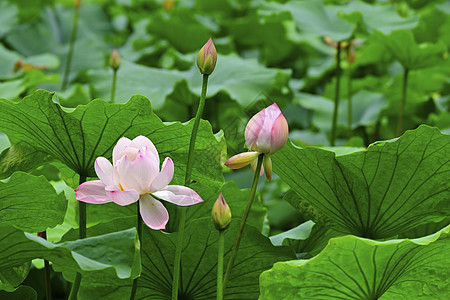 荷花大暑之美丽田园高清图片