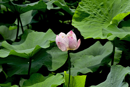 夏天池塘里的荷花图片