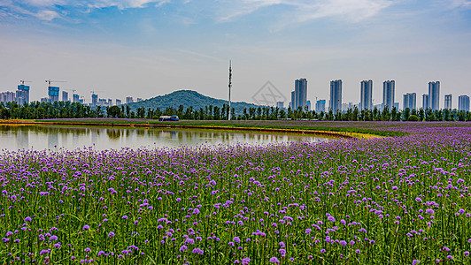 夏天风景马鞭草自然风景花海摄影配图图片