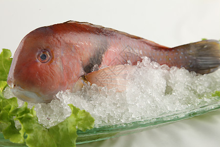 海鱼红石斑鱼高清图片