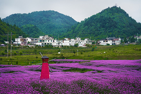 村庄前的薰衣草花海图片