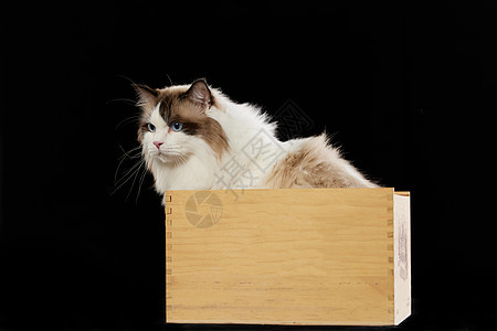 可爱的宠物猫坐在箱子里图片