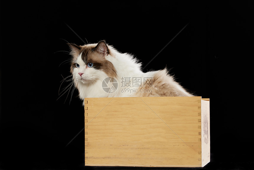可爱的宠物猫坐在箱子里图片
