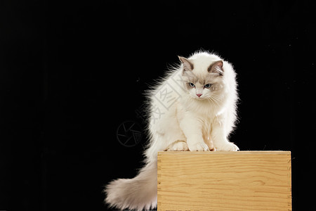 坐在箱子上站在箱子上的可爱布偶猫背景