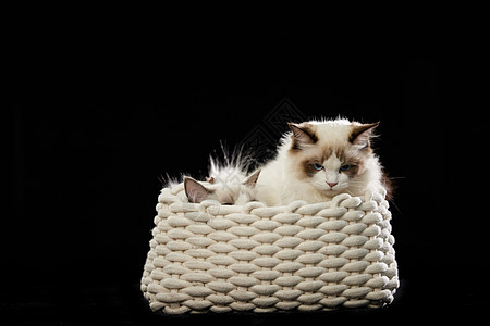 坐在篮子里的可爱宠物猫图片