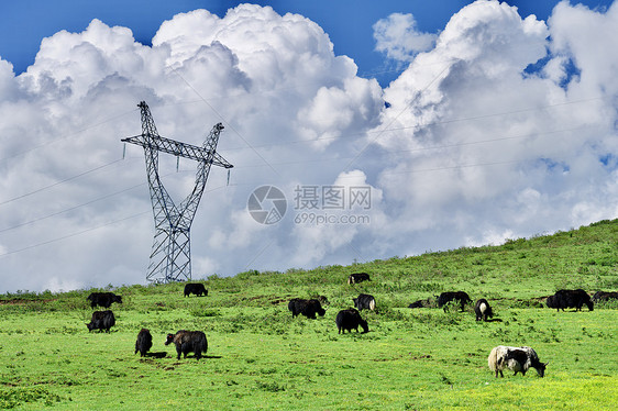 甘肃大西北蓝天白云下的草原牦牛图片