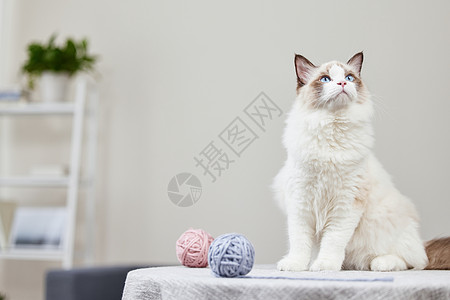 猫在框里素材玩在家里毛线球的小猫背景