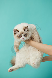 被抱起的可爱宠物猫图片