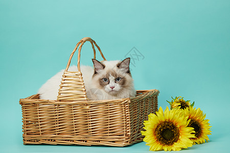 坐在篮子里的宠物布偶猫图片