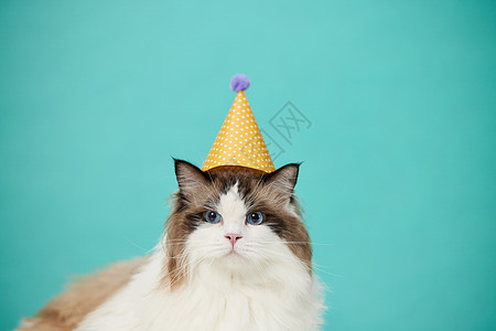 头顶着生日帽的可爱宠物猫图片