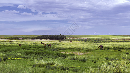 草原牧场蓝天白云马匹图片