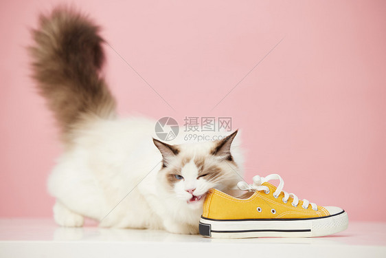 喜欢闻鞋子的宠物猫图片