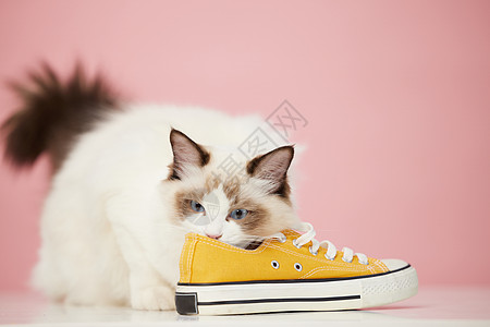 喜欢闻鞋子的宠物猫高清图片