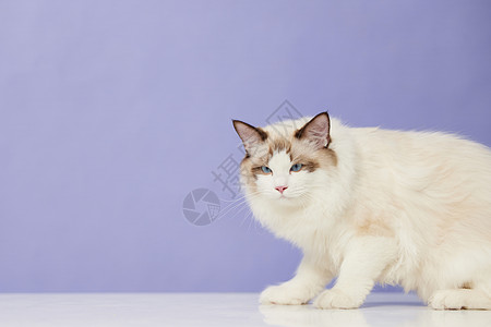 紫色背景宠物猫图片