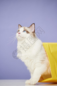 钻进纸袋子里的布偶猫背景图片
