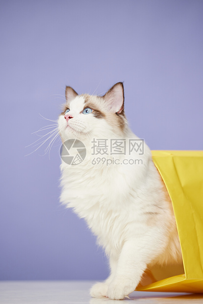 钻进纸袋子里的布偶猫图片