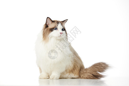 优雅的宠物猫布偶猫背景图片