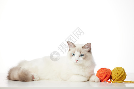 猫咪毛线球宠物猫咪与毛线球背景