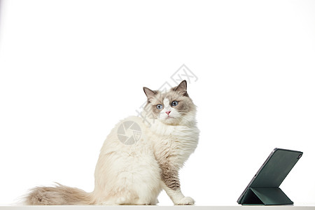 看平板电脑的宠物布偶猫图片
