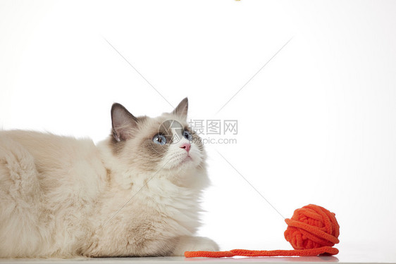 毛线球与宠物布偶猫图片