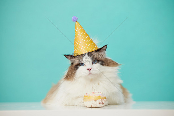 可爱的宠物猫布偶猫庆祝生日图片