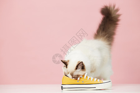 闻鞋子的布偶猫高清图片