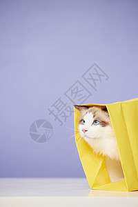 钻纸袋子的可爱猫咪图片