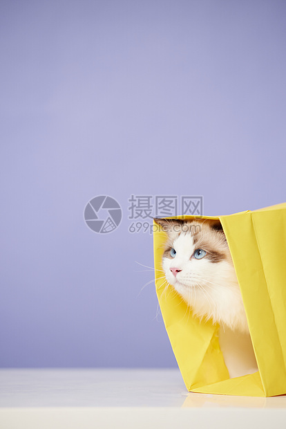 钻纸袋子的可爱猫咪图片