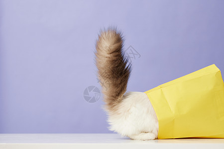 钻纸袋子的可宠物猫图片