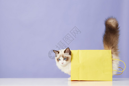 钻纸袋子的可爱宠物猫背景图片