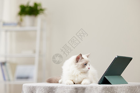 看平板电脑的布偶猫背景图片