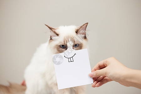 猫 宠物猫图片 喵星人图片大全 猫咪背景图片