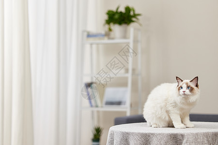 室内猫室内站在桌子上的小猫咪背景